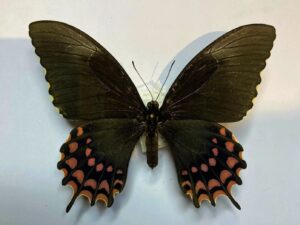 Papilio erostratus