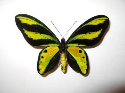 Ornithoptera tithonus misresiana