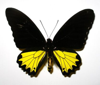 Troides helena maurus