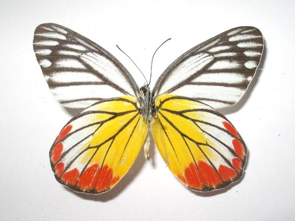 Delias hyparete