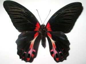 Papilio rumanzovia