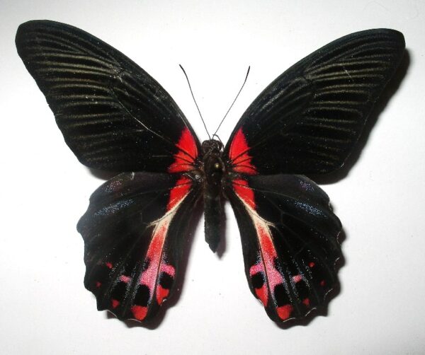 Papilio rumanzovia