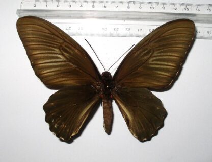 Troides rhadamantus doherty