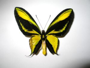 Ornithoptera paradisea arfakensis