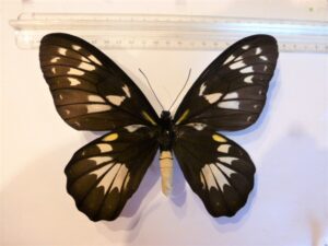 Ornithoptera victoriae regis