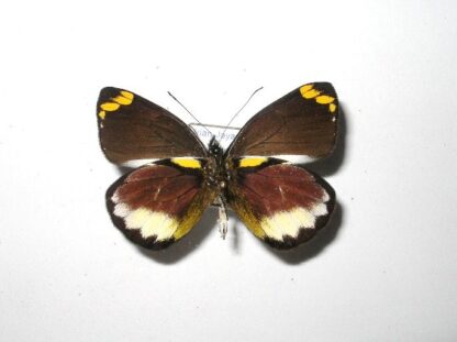 Delias mira