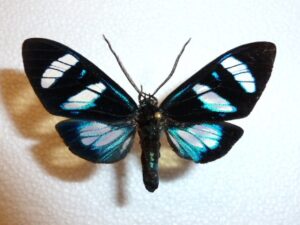 Acraeidae ?