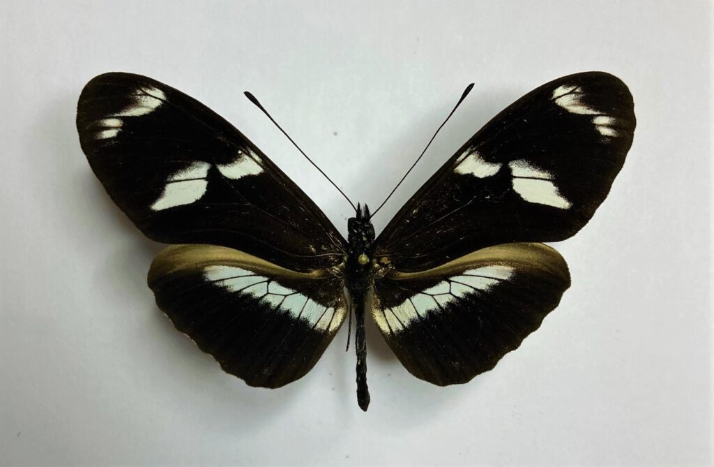 Heliconiidae
