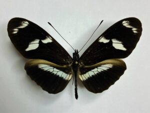 Heliconiidae