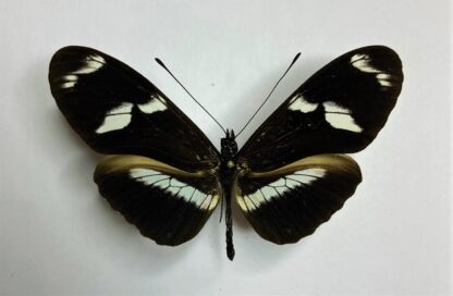 Heliconiidae