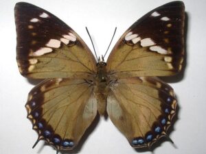 Charaxes tiridates