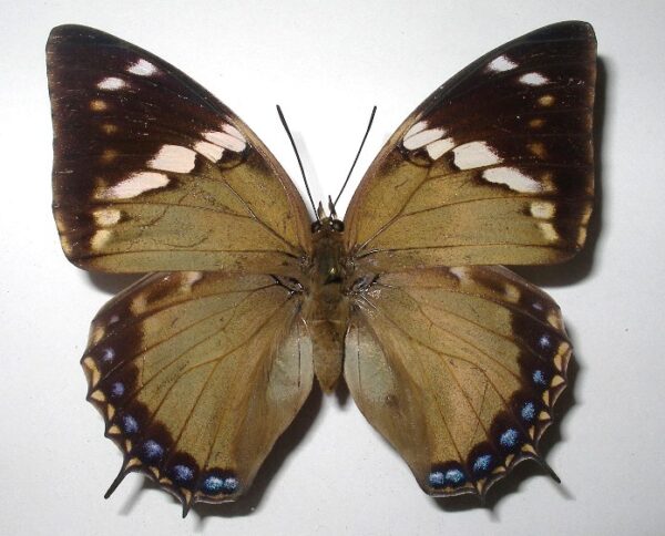 Charaxes tiridates
