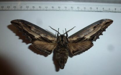 Langia zenzeroides