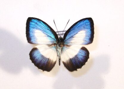 Lycaenidae sp.1