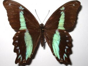Papilio nireus