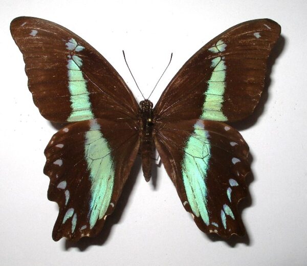 Papilio nireus