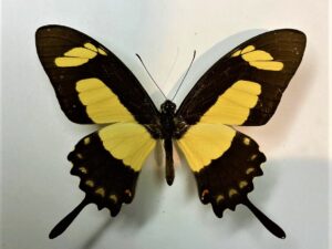 Papilio torquatus