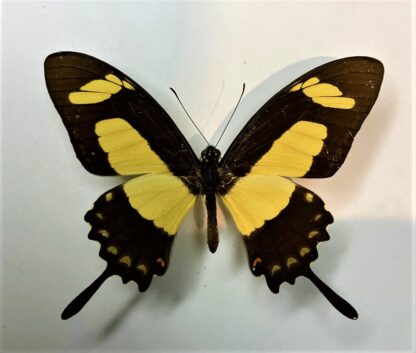 Papilio torquatus