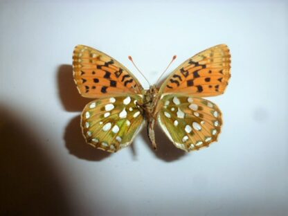 Speyeria aglaja