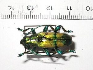 Cerambycidae