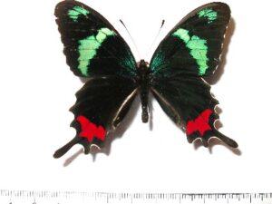 Parides gundlachianus