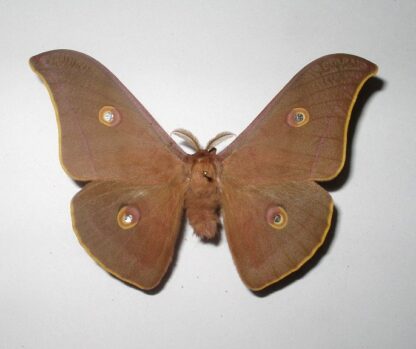 Antheaea pernyi