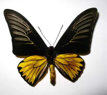 Troides magellanus