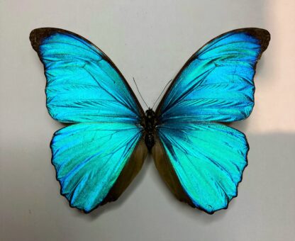 Morpho amathonte