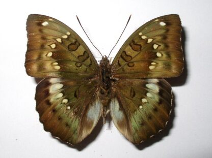 Euthalia kardama