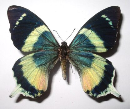 Papilio lagleizei