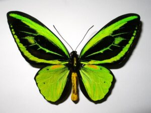 Ornithoptera priamus teucrus