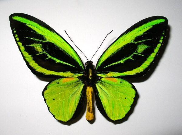 Ornithoptera priamus teucrus