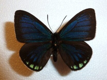 Lycaenidae sp.9