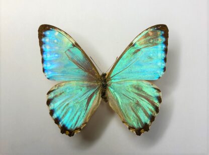 Morpho portis thamyris