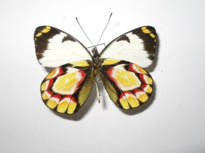 Delias callista