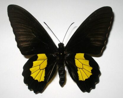 Troides plato