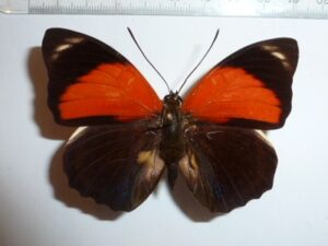 Agrias amydon tryphon ?