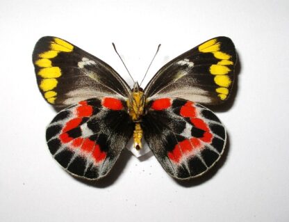 Delias harpalyce