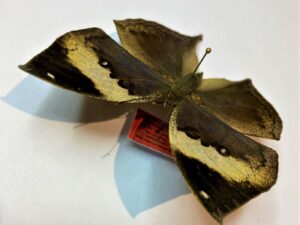 Kallima albofasciata contientalis