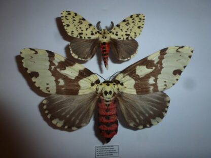 Lymantria narindra