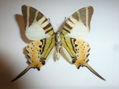 Graphium antiphates