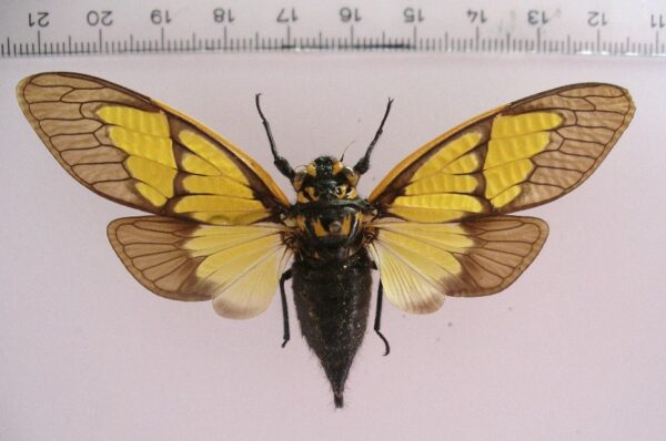 Gaeana sulphurea