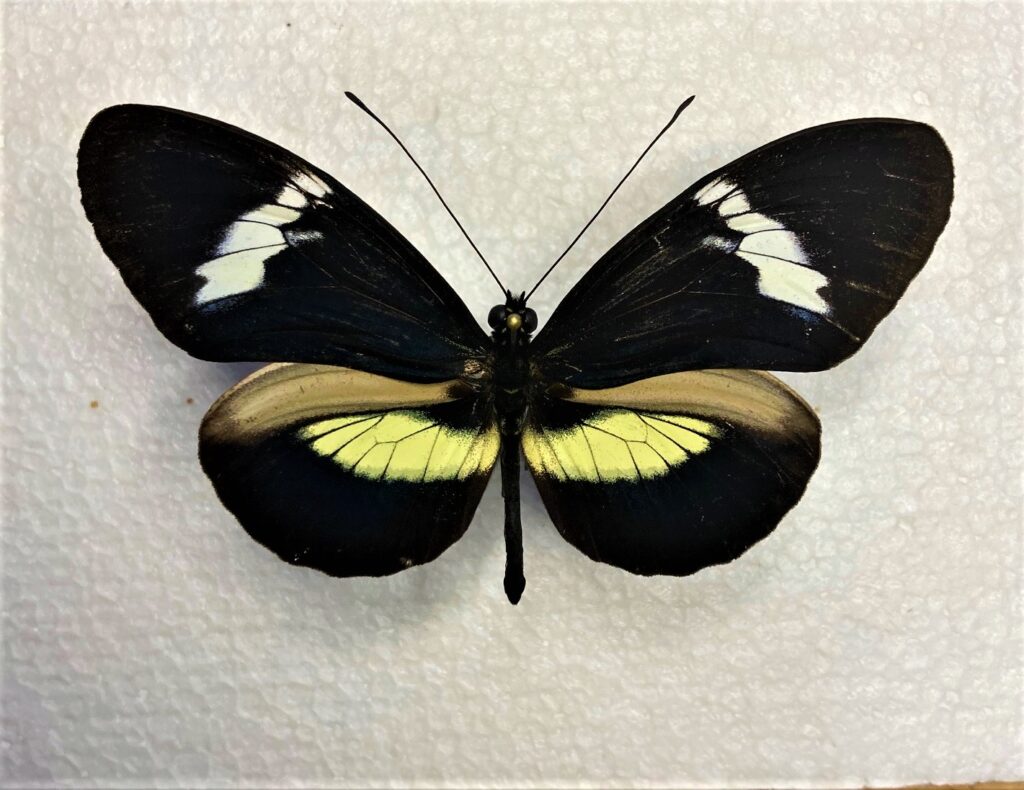 Heliconiidae