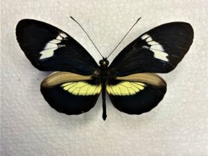 Heliconiidae