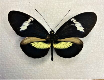 Heliconiidae