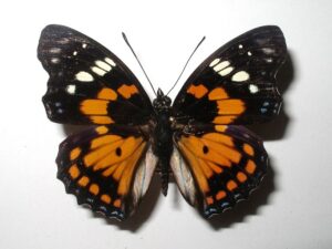 Sephisa chandra