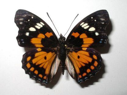 Sephisa chandra