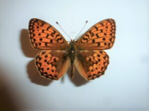 Speyeria aglaja
