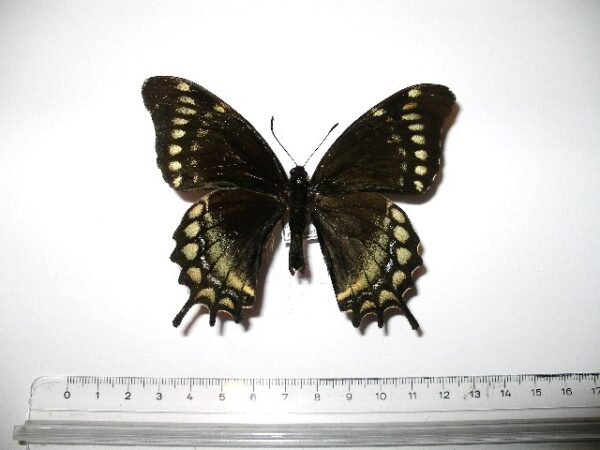 Papilio warscewiczi