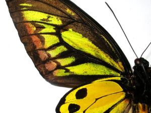 Ornithoptera croesus lydius